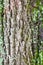 Mossy and grooved bark on old trunk of maple tree