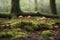 A mossy ground with tiny mushrooms in the background