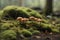 A mossy ground with tiny mushrooms in the background