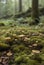 A mossy ground with tiny mushrooms in the background