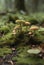 A mossy ground with tiny mushrooms in the background