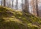 Mossy Hillside in Dappled Sunlight