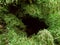 Mossy hole