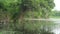 Mossy Lake and Swamp in the Mangrove Forest