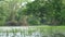 Mossy Lake and Swamp in the Mangrove Forest