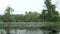 Mossy Lake and Swamp in the Mangrove Forest