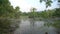 Mossy Lake and Swamp in the Mangrove Forest