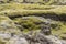 Mossy lava field - Iceland.