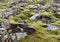 Mossy lava rocks in Iceland