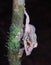 Mossy Leaf-tailed gecko in best camouflage Uroplatus sikorae in Mantadia Rainforest Madagascar