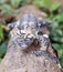 Mossy leaf-tailed gecko (Uroplatus sikorae) camouflage