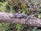 Mossy leaf-tailed gecko (Uroplatus sikorae) camouflaged