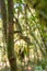 Mossy leaf-tailed gecko, Uroplatus sikorae, Ranomafana National Park, Madagascar