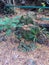 Mossy limestone rocks beside a Tamarind and palm tree sapling surrounded by dead, yellow Tamarind leaves