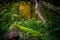 Mossy Log in Woodland Scene