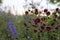 Mossy maroon aquilegia blossom close-up. natural card with aquilegia flower