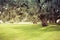 Mossy Oak Trees in green summer park.