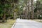 Mossy Oak Trees in green summer park. Jekyll Island