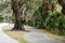 Mossy Oak Trees in green summer park. Jekyll Island