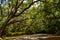 Mossy oak trees Tallahassee Florida