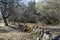 Mossy old traditional dry stone wall