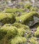 Mossy overgrown pebbles