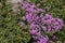 Mossy phlox in the landscape. Place for text. A high quality