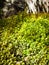 Mossy plant along the footpath of Cradle Mountain, Tasmania