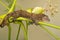 Mossy Prehensile Tail Gecko, Mniarogekko chahoua