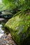 Mossy Rock and Autumn Leaves in Serene Woodland Scene