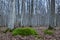 Mossy rock in mystic forest