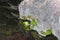 Mossy rock partyly submerged in shallow woodland pool with reflections and colored leaves visable on the bottom - hyprandea bloom