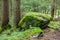 A mossy rock in a primal mountain forest.