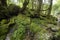 Mossy rock and stones