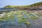 Mossy rocks on edge of Manorbier beach Pembrokeshire