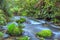 Mossy rocks in a forest stream