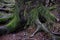 mossy root with spruce branch and single raindrops