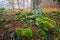 Mossy roots forest soil