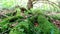 Mossy roots of giant tree growing in deep evergreen highland forest