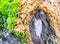 Mossy rustic stone closeup photo texture. Green and yellow moss on stone closeup.