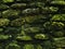 Mossy rustic stone wall closeup photo texture. Rough stone wall of ancient building.