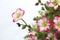 Mossy Saxifrage flowers