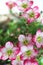 Mossy Saxifrage flowers, vertical composition