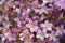 Mossy Saxifrage Pixie Rose
