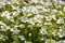 Mossy Saxifrage Pixie White