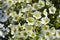 Mossy Saxifrage Pixie White