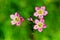 Mossy Saxifrage or rockfoil flowers top view.