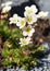 Mossy saxifrage, Saxifraga bryoides