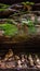 Mossy shelf-like sandstone wall with cairns, Saxony, Germany