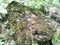 Mossy stone surrounded by Chinese betel plants